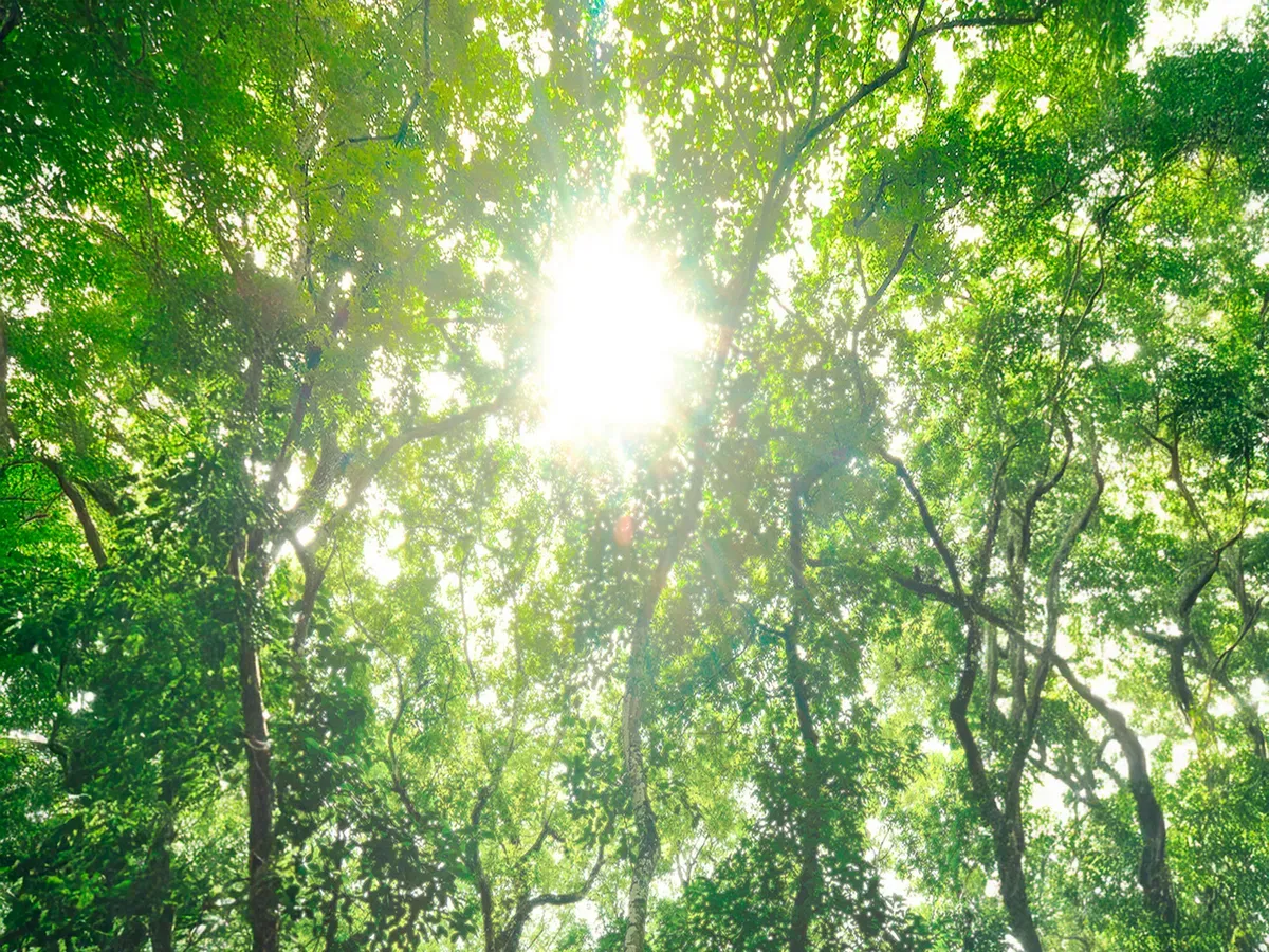 Sunlight piercing through dense green tree foliage.