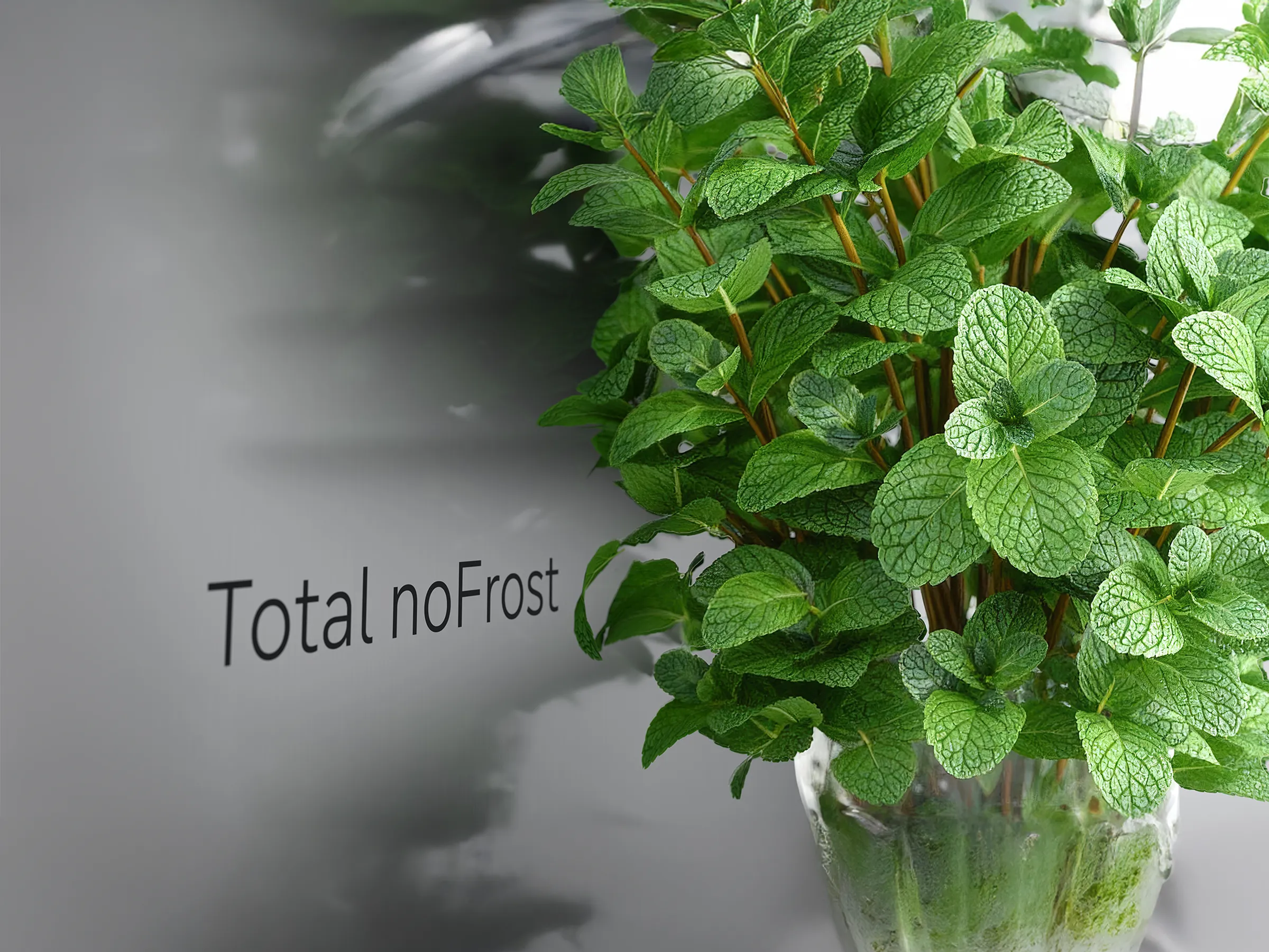 Jääkaapin metallinen takaseinä, jossa teksti Total noFrost ja sen edessä vihreä yrttiruukku.