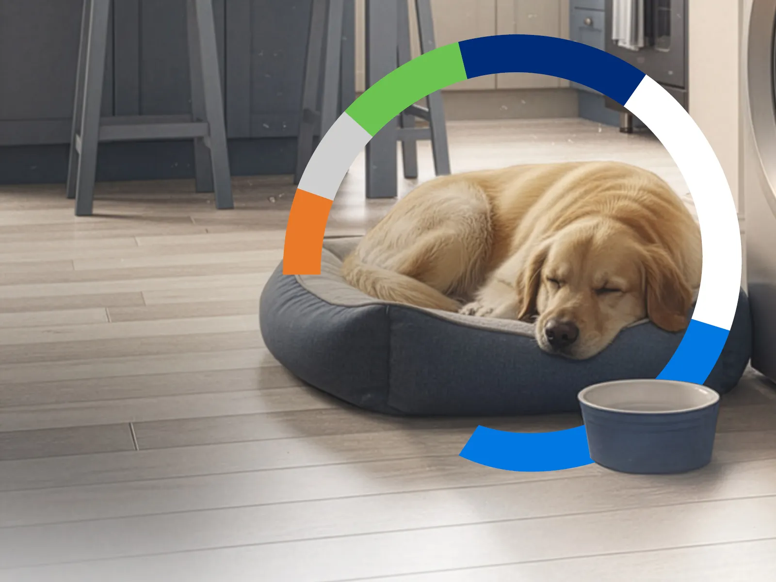 Perro dorado durmiendo en cama azul junto a un cuenco en cocina de suelo de madera; gráfico circular sobreimpreso