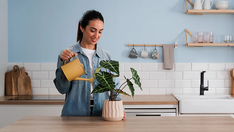 alt-A person waters a potted plant with a yellow watering can on a wooden kitchen countertop, surrounded by home decor, emphasising the product’s warranty protection.
