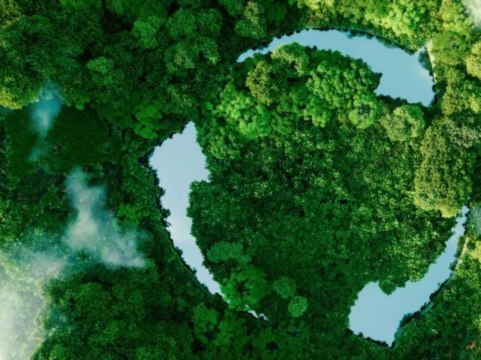 Overhead view of trees in forest and water
