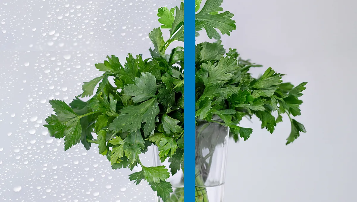 Ett glas vatten med färsk persilja bakom en delad glaspanel, med ena sidan immad och täckt av vattendroppar.