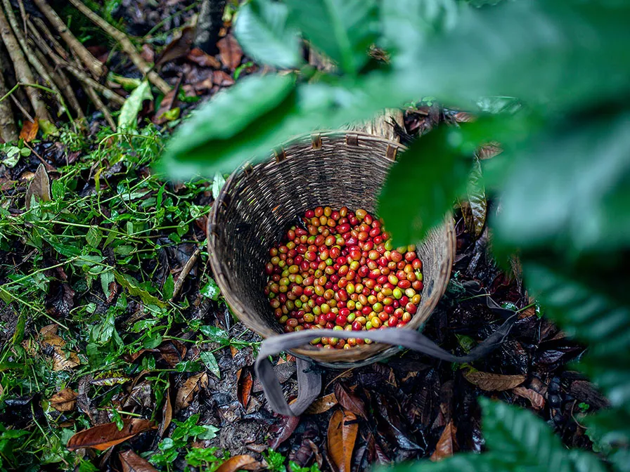 Discover a world of coffee