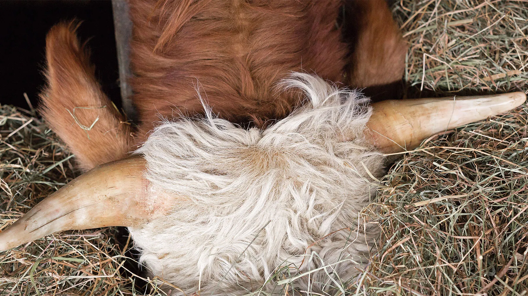 Primo piano di testa di bovino con corna lunghe e pelliccia folta su paglia.