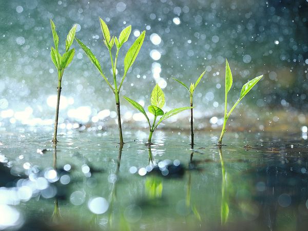 Energie und Wasser sparen mit einem Geschirrspüler