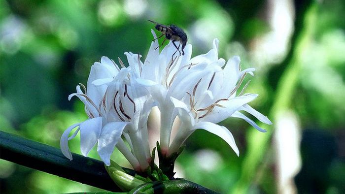 Eine Blüte der Kaffeesorte Robusta.