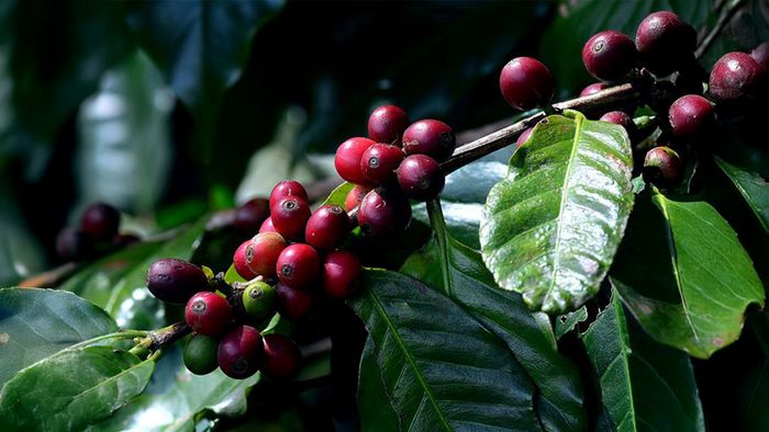 Kaffeebohnen der Kaffeesorte Arabica an einem Zweig.