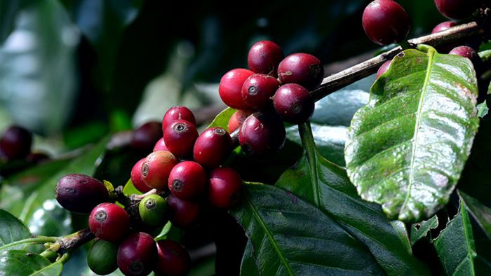 Rijpe koffiebonen aan een boom.