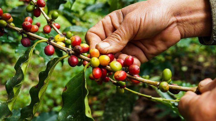 Zwei Hände bei der Kaffeeernte mit der Picking-Methode