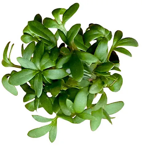 Photo n° 2 du produit 17007080