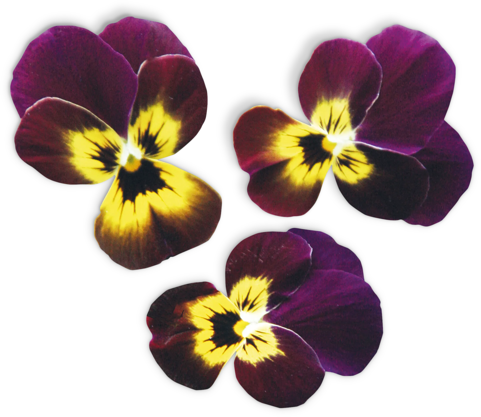 Foto n.º 2 del producto MSGZF003