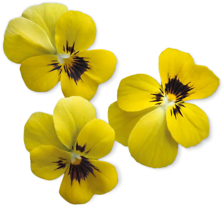 Foto nr. 2 van het product MSGZF007