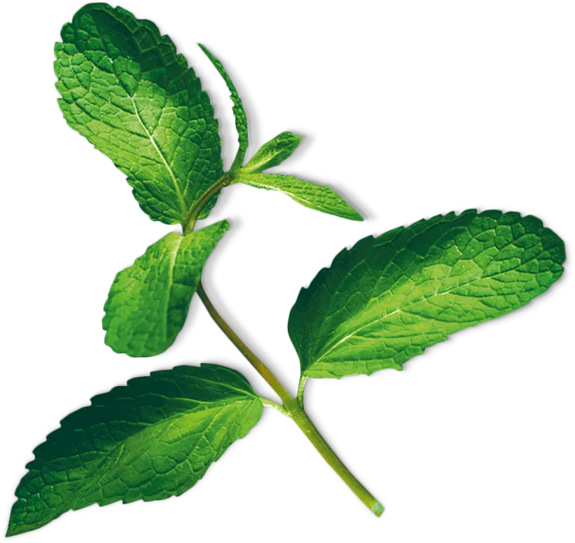 Foto n.º 2 del producto MSGZH011