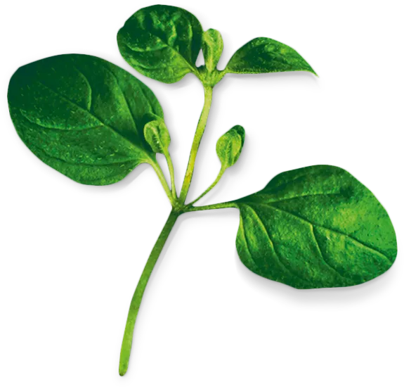 Foto n.º 2 del producto MSGZH012