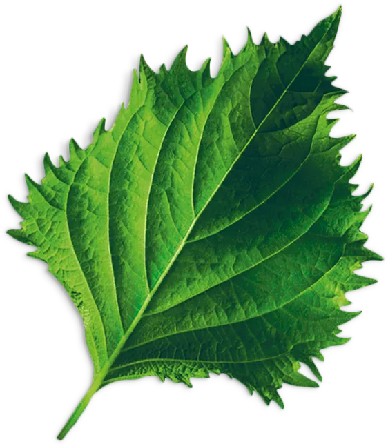 Foto Nr. 2 des Produkts MSGZS006