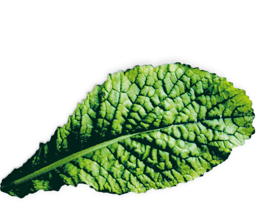 Foto n.º 2 del producto MSGZS012