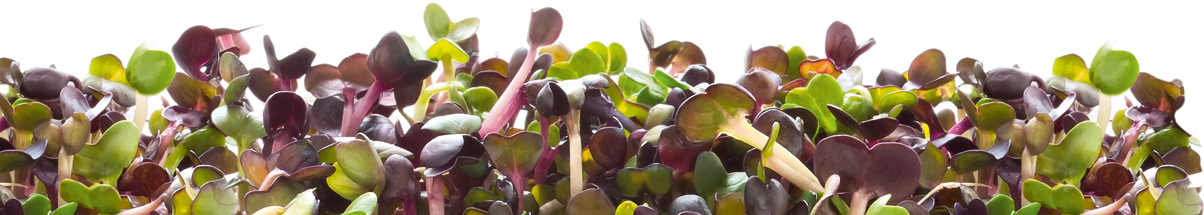 Photo Nr. 2 of the product 17004091