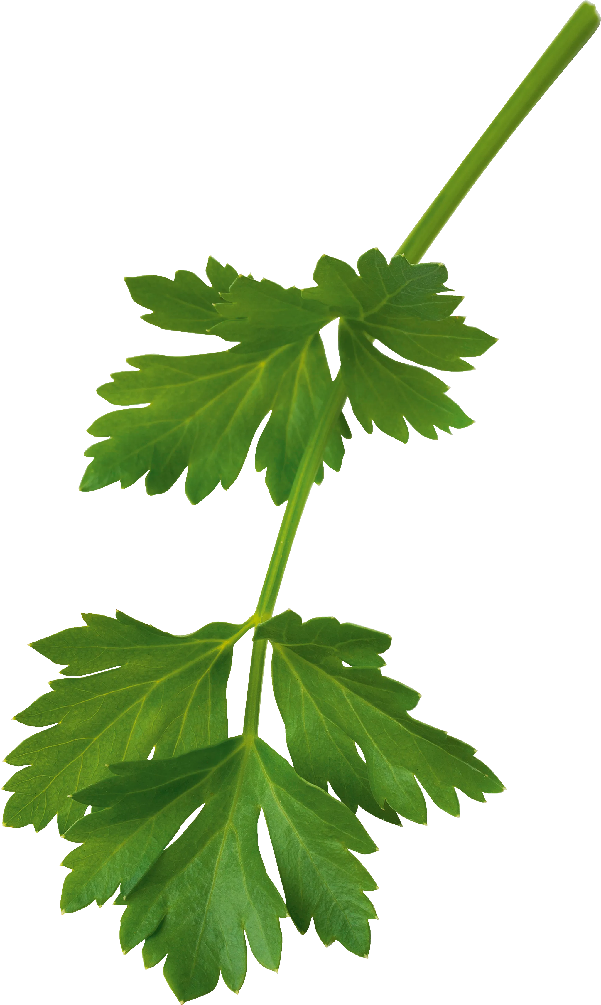 Foto n.º 1 del producto 17003902