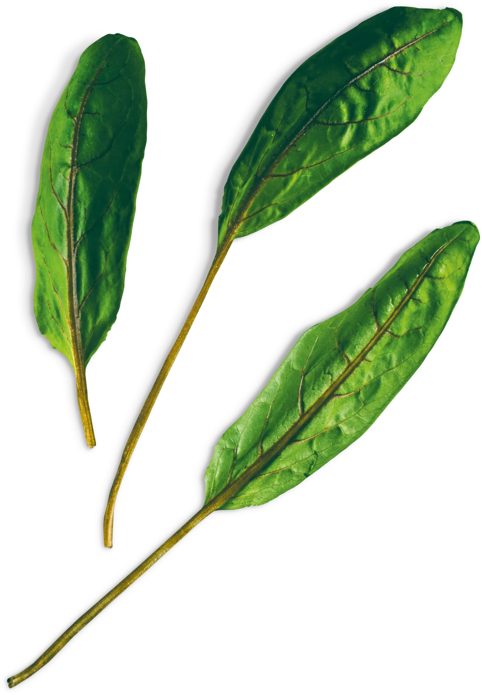 Photo n° 1 du produit 17002634