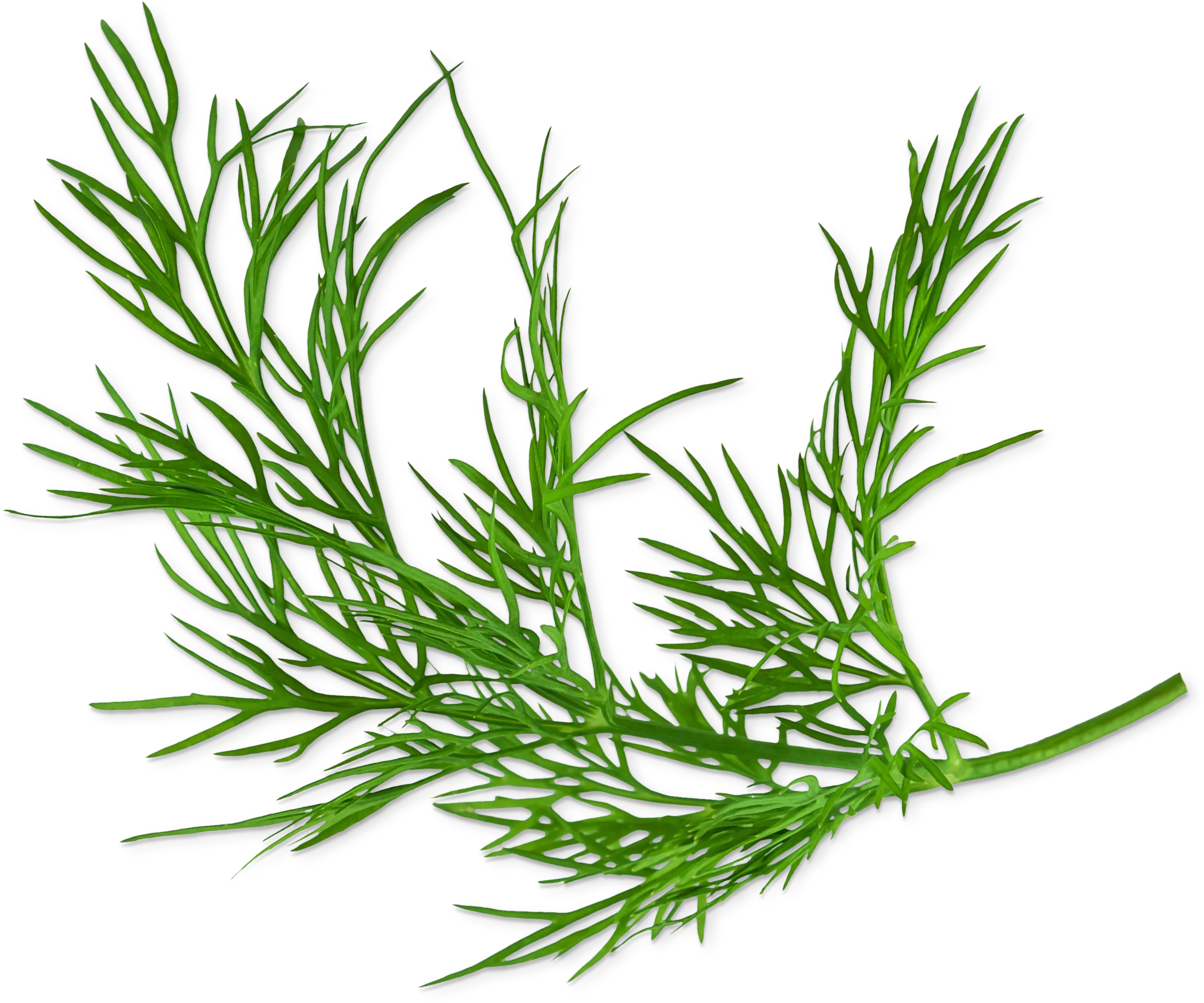 Photo n° 1 du produit 17002633