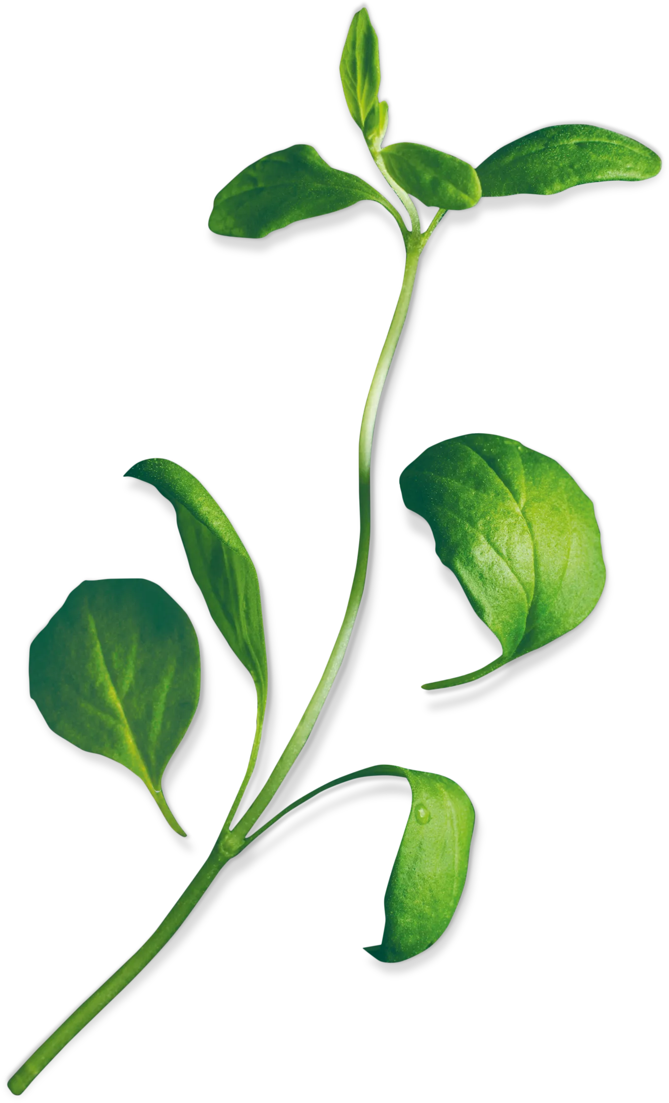 Photo n° 1 du produit 17002624