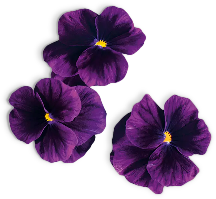 Foto n.º 2 del producto MSGZF002