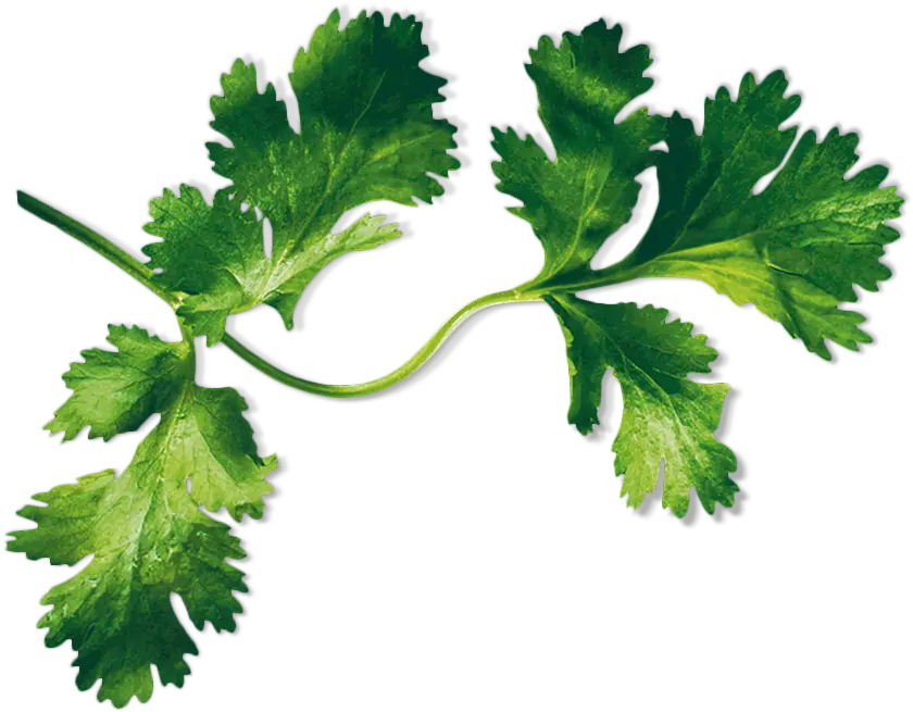 Foto n.º 2 del producto MSGZH006