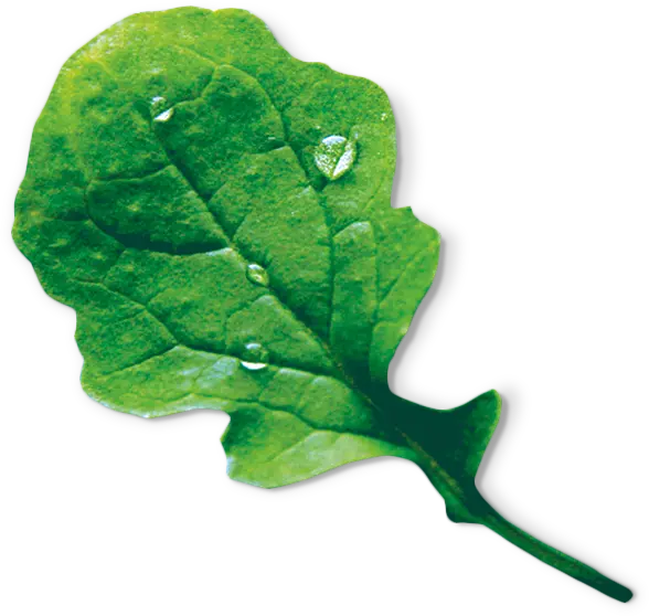 Foto n.º 2 del producto MSGZS009