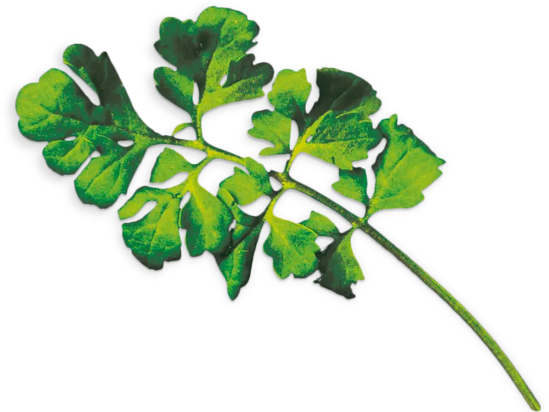 Foto n.º 2 del producto MSGZS010