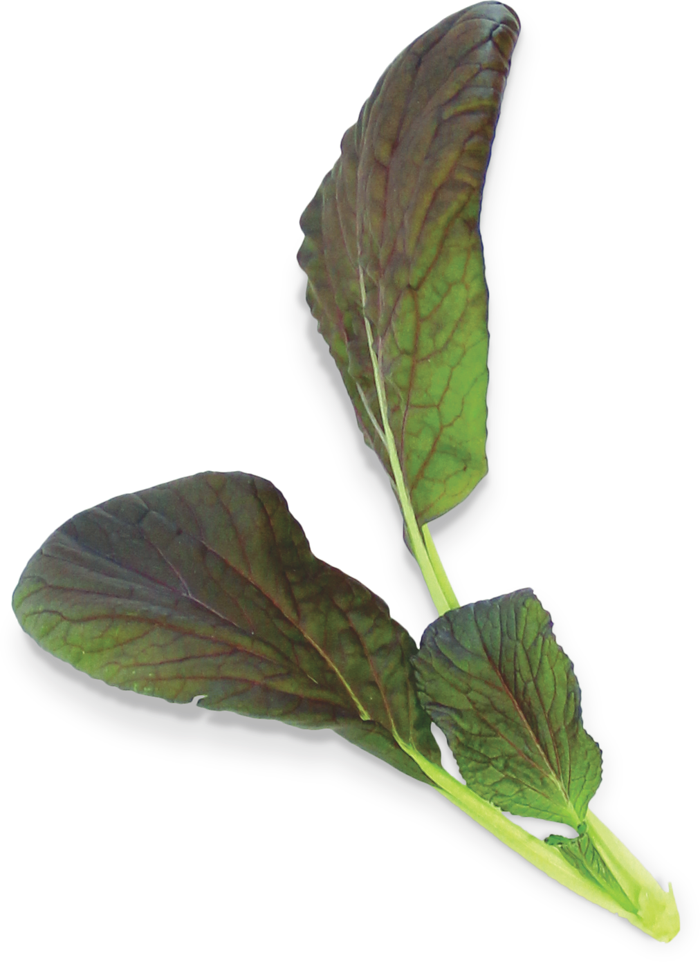 MSGZS017 Pak Choi rojo | Electrodomésticos Bosch