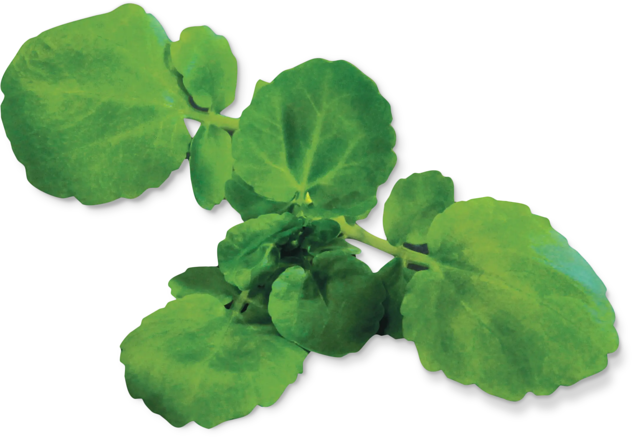 Foto n.º 2 del producto MSGZS018