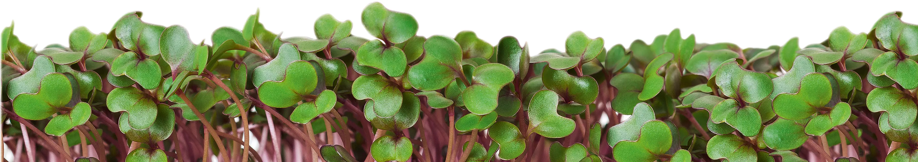 Foto n.º 2 del producto MSGZM003